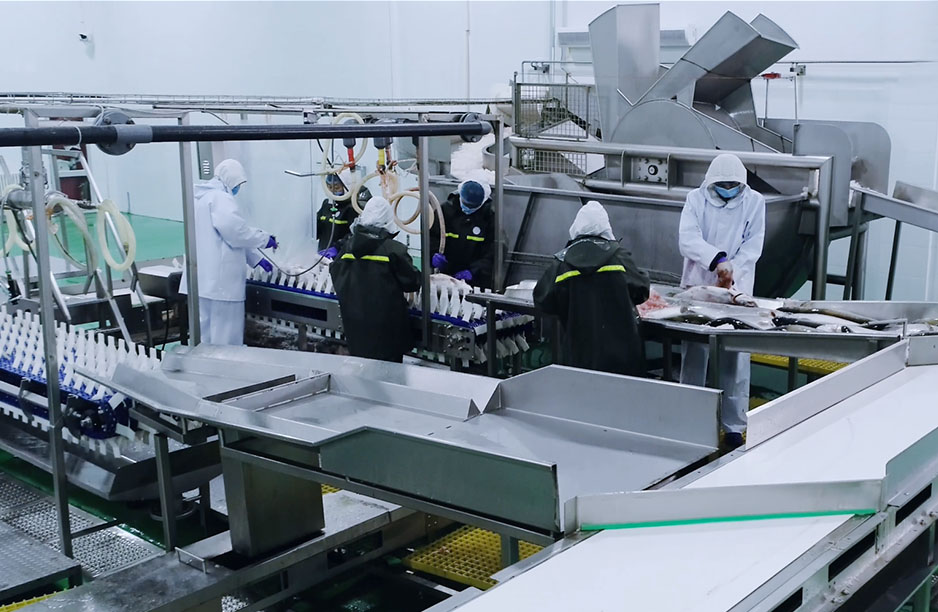 三文鱼初加工生产线